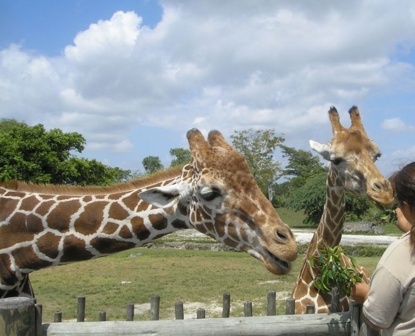Veszprém állatkert (1)
